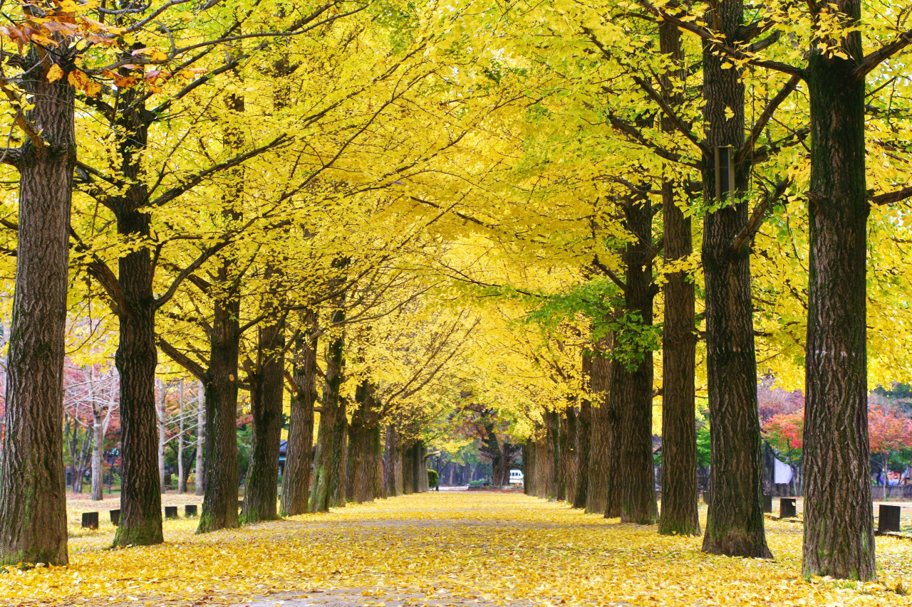 Nami Island Round-trip Shuttle Bus Sightseeing Tour - Photo 1 of 6